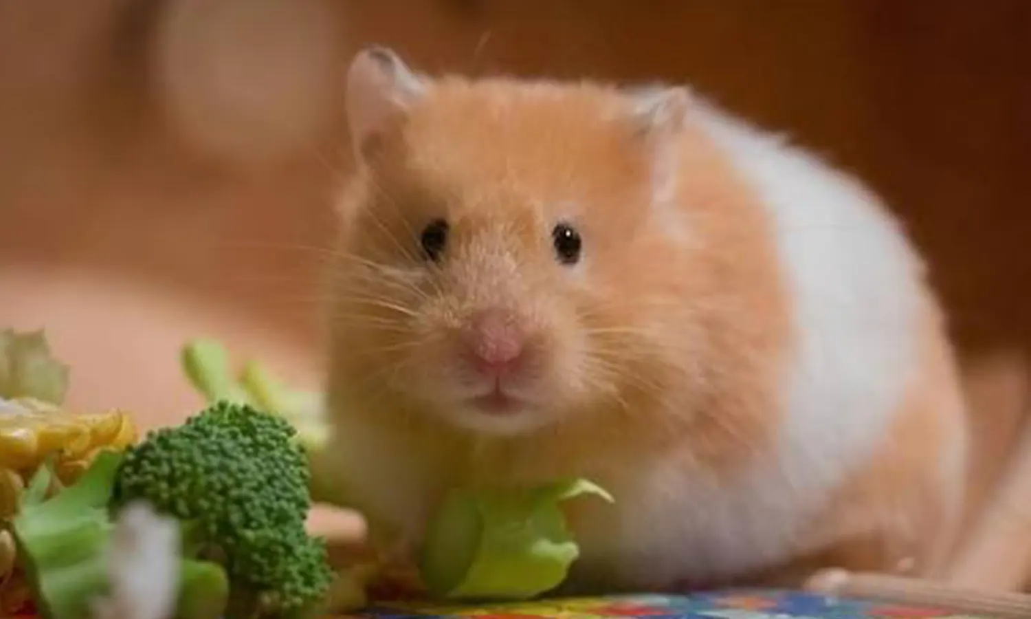 7 Cara Merawat Hamster agar Sehat, Aktif, dan Tidak Mudah Stres